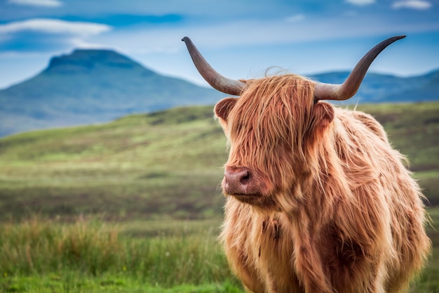 Furry highland cow in Isle of Skye Scotland