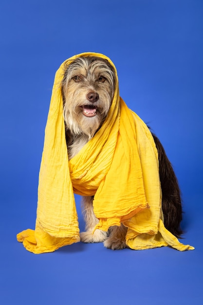 Furry puppy with a scarf on his head on a blue background