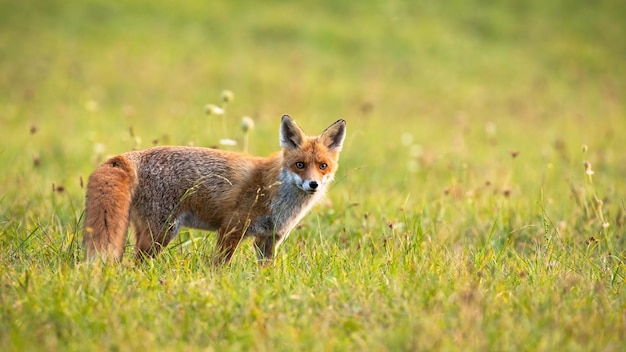 Furry red fox looking into the camera on meadow in autumn