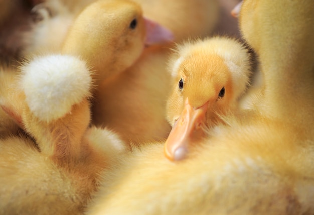 Fuzzy Baby Ducklings