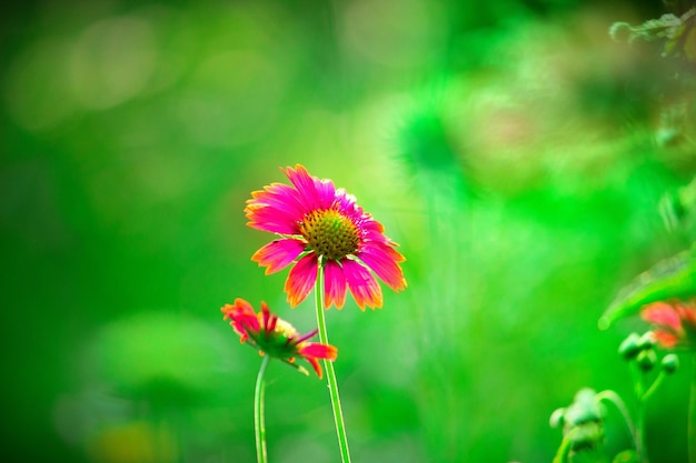 Gaillardia also known as Blanket flower in natural light