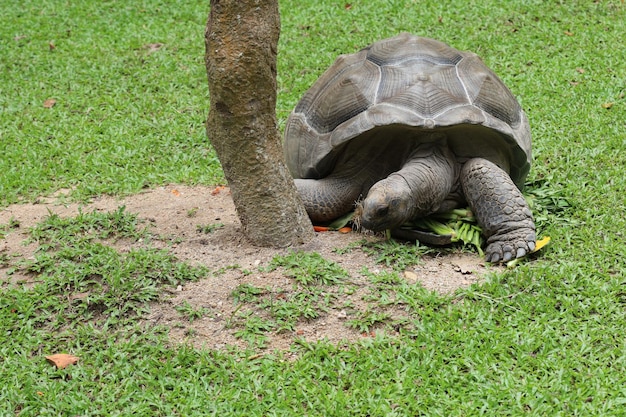 The gaint turtle is stay in the nature garden