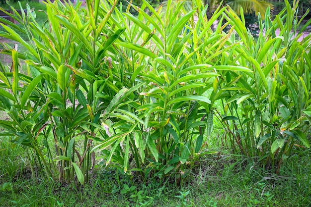 Galangal plant on nature galangal leaves galangal tree plantation with green leaves on the summer in the vegetable garden for food or herb