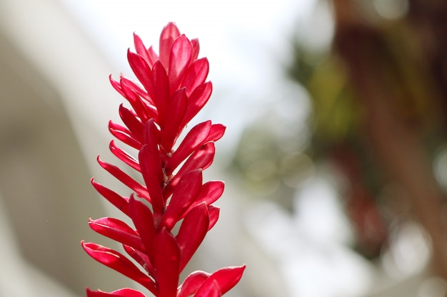 Galangal red flower nature