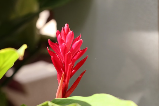 Galangal red flower nature