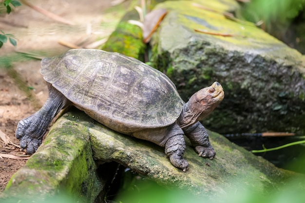 Galapagos giant land turtle