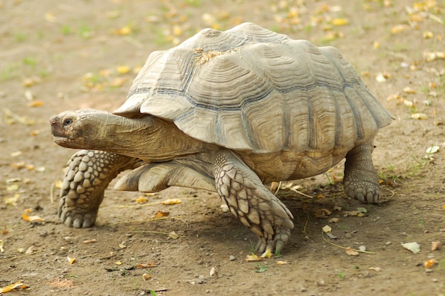 Galapagos giant tortoise ,the largest living species of tortoise