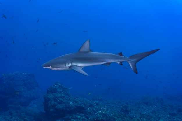 Galapagos shark in the blue