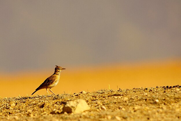 Galerida cristata - The common cogujada is a species of bird in the Alaudidae family. 