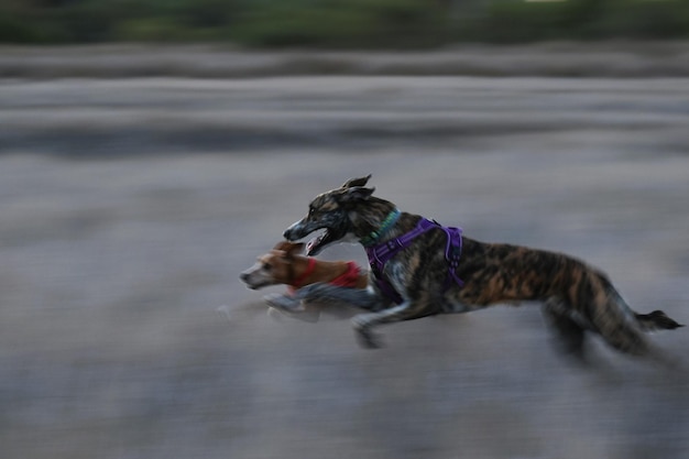 Galgo and podenco dogs running together speed sensation