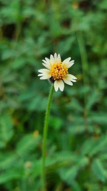 Galinsoga quadriradiata is a species of flowering plant in the Asteraceae family