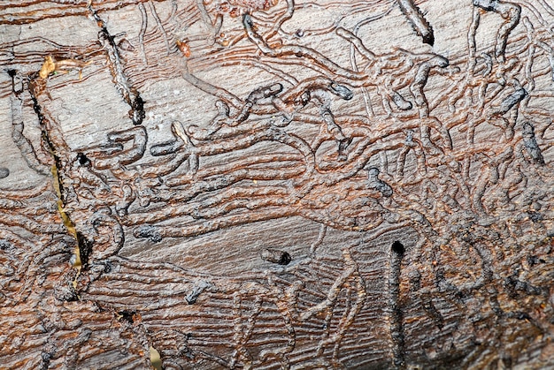 Galleries in wood caused by borer beetles