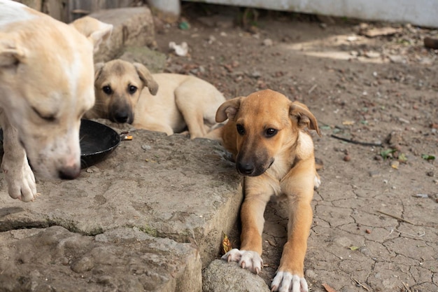 A gang of stray dogs.Homeless animal problem.