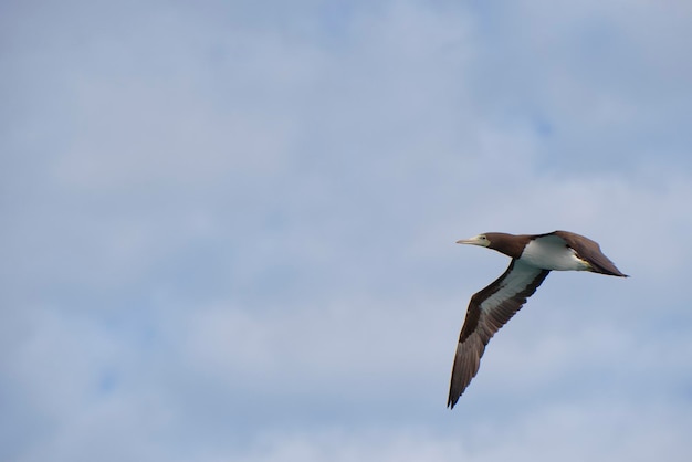 Gannet Bird while flying on the light blue sky background