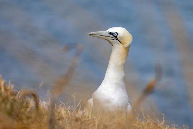 Gannet Morus bassanus at Bempton Cliffs in Yorkshire