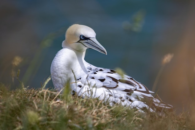 Gannet Morus bassanus at Bempton Cliffs in Yorkshire