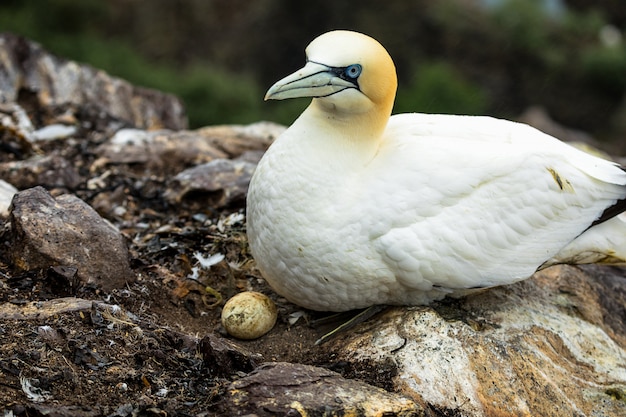 Gannet sitting in the nest under the rain on Bass Rock in Scotland