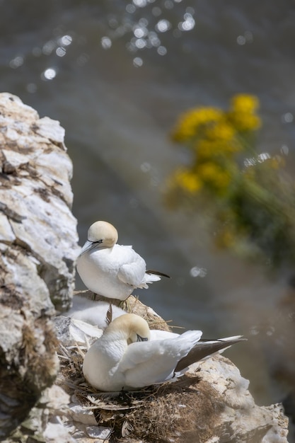 Gannets Morus bassanus at Bempton Cliffs in Yorkshire