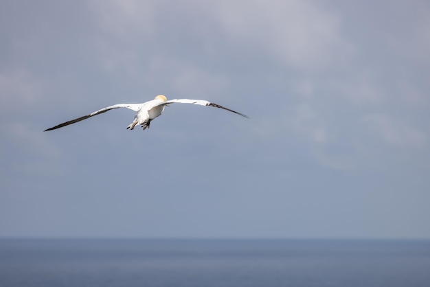 Gannets Morus bassanus in flight at Bempton Cliffs in Yorkshire