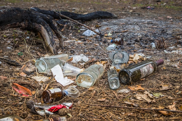 Garbage in a pine forest Glass bottles of alcohol are scattered in the forest