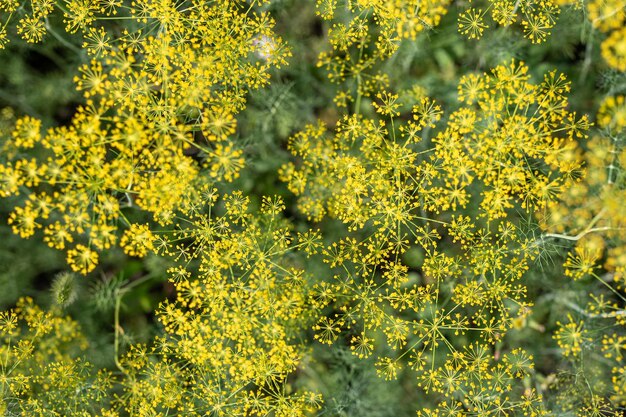 Garden background of dill umbrellas flowering garden plant Fennel