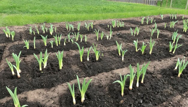 Garden bed with young garlic Spring planting on the farm