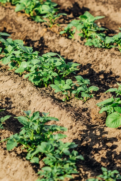 Garden beds with potatoes