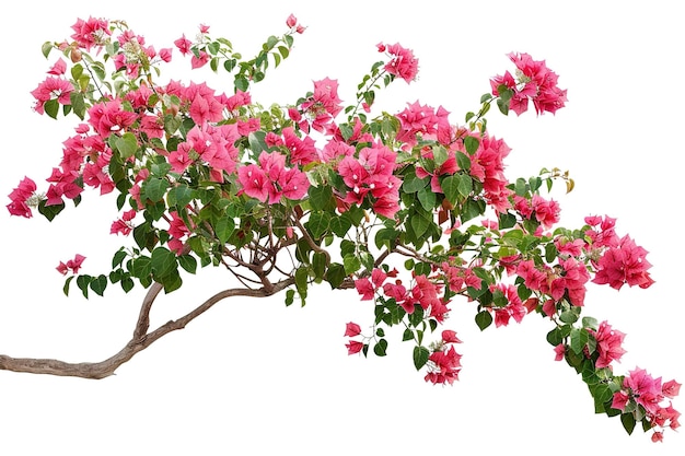 Garden Bush Isolated In Transparent Background