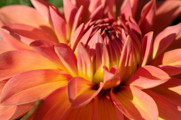 Garden dahlia flower blooms brightly beautifully on a sunny autumn day close-up