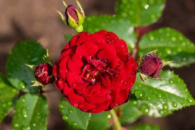 Photo garden dark red rose with raindrops closeup