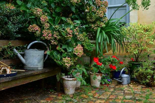 Garden decorated with autumn flowers, plants in the pots