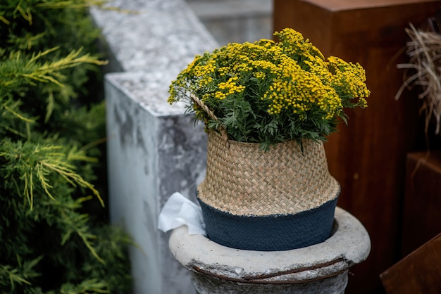 Garden decoration. In a straw wicker basket, flowers of yellow tansy grow and bloom. Fashionable, stylish gardening. Copy space