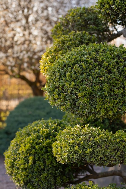 Garden Design Element of Spherically Formed Boxwood Bush Boxtree Shrub