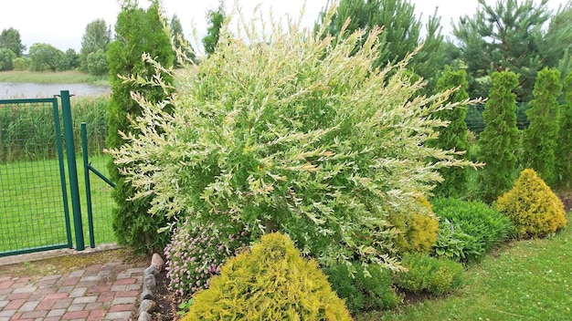 Garden design Thickets of ornamental plants of bright saturated green color in front of the house