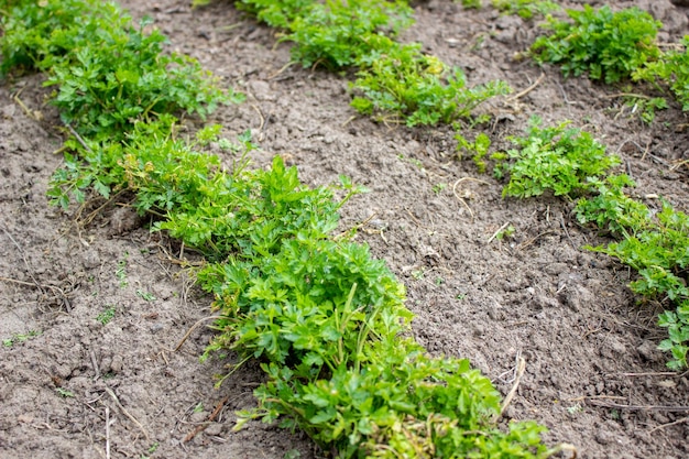 Garden on the farm plant good harvest