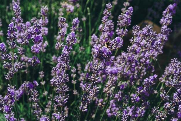 Garden flowers. blooming garden