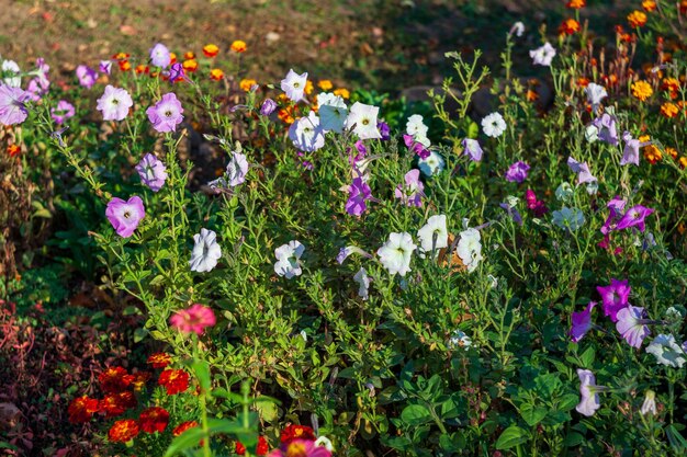 garden of flowers, flowers at sunset