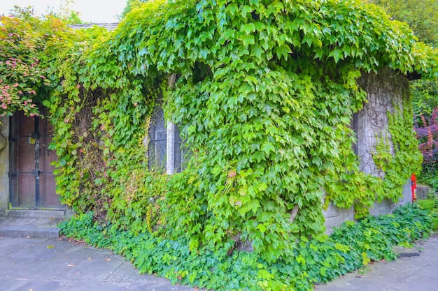 Garden gatehouse in the park entwined with ivy