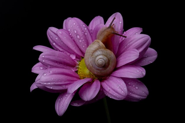 Garden grape snail on a pink chrysanthemum flower on a black background. For the poster.