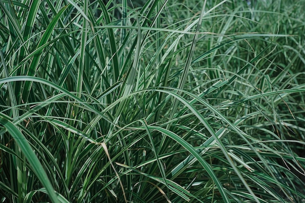 Garden grass selective focus Phalaris arundinacea or canary grass Striped grass foliage with green and white leaves background or splash for nature banner