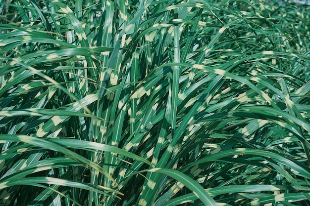 Garden grass selective focus Phalaris arundinacea or canary grass Striped grass foliage with green and white leaves background or splash for nature banner