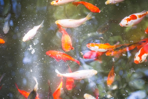 garden, group of orange carp in water