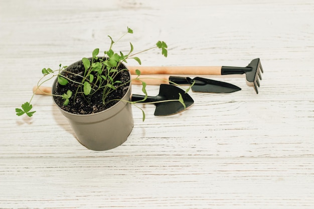 Garden hand tools a pot with a seedling plant