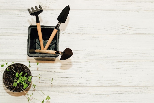 Garden hand tools a pot with a seedling plant