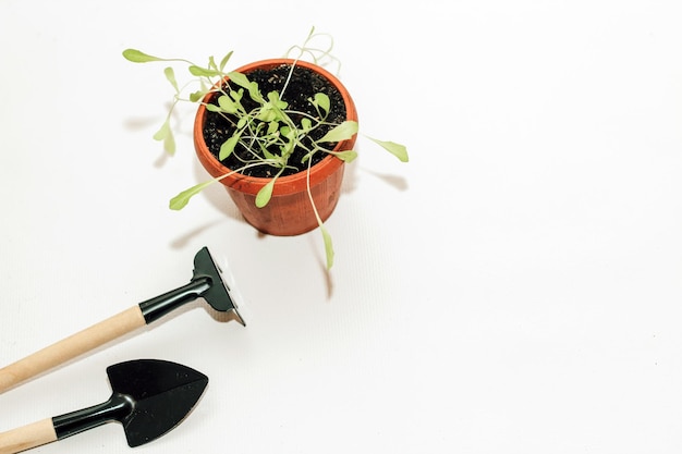 Garden hand tools a pot with a seedling plant