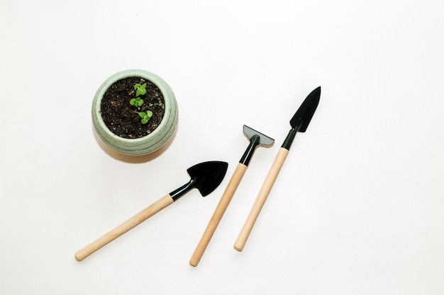 Garden hand tools a pot with a seedling plant