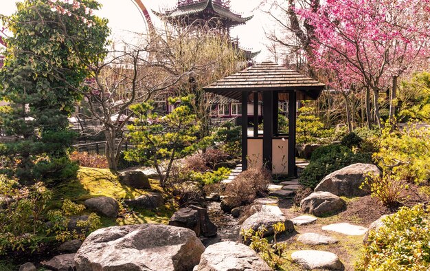 Photo garden in japanese style with a gazebo and large stones and cherry blossoms