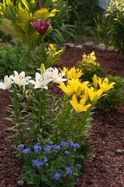 Garden lilies of different colors against the background of other plants and wood chips