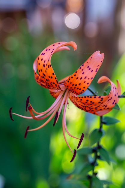 Garden Lilium lancifolium with bright orange petals in summertime, close-up photography