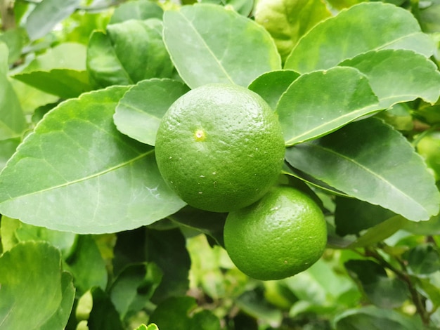 In the garden a lime tree